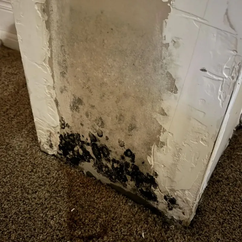 Professional Mold Removal in Nashville, IN